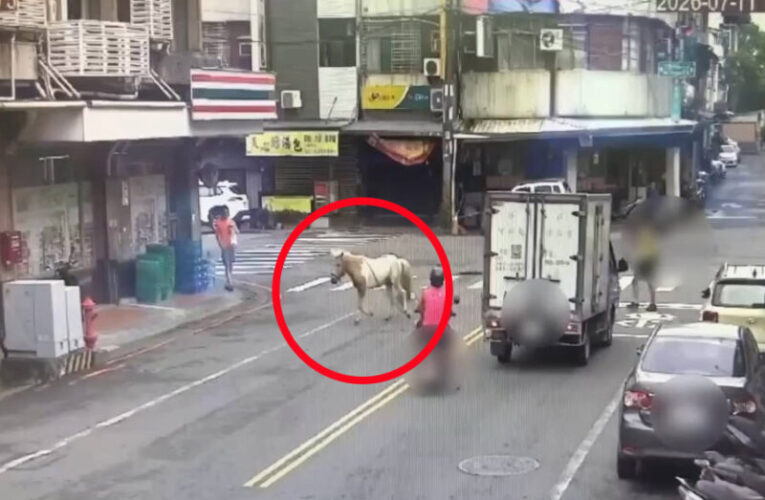 「馬界三寶」逆向趴趴走  岡山警秒變「馬保母」