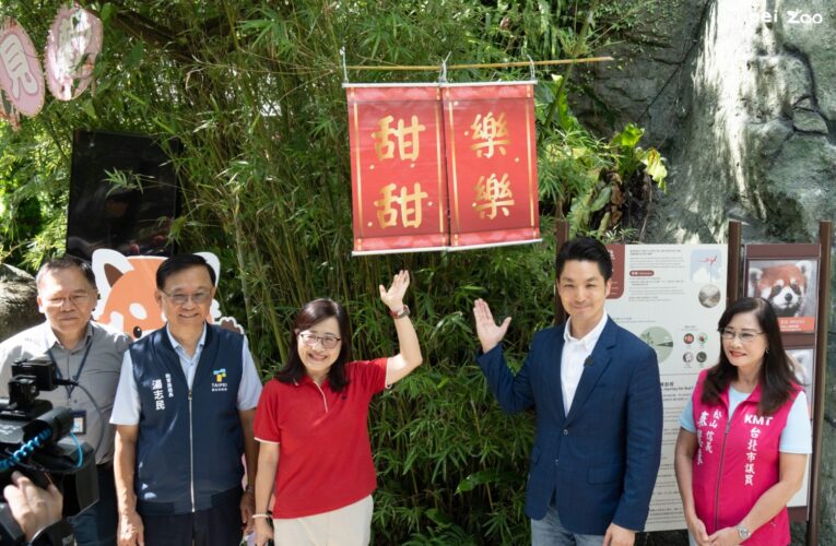 萌度爆表！上海小貓熊「樂樂」「甜甜」亮相　蔣萬安親揭名