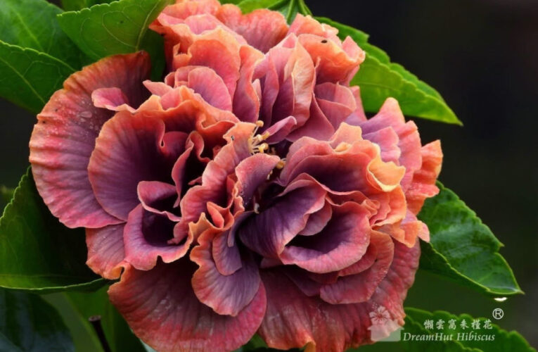 朱槿花界台灣之光  南投懶雲窩水果花卉雙豐收