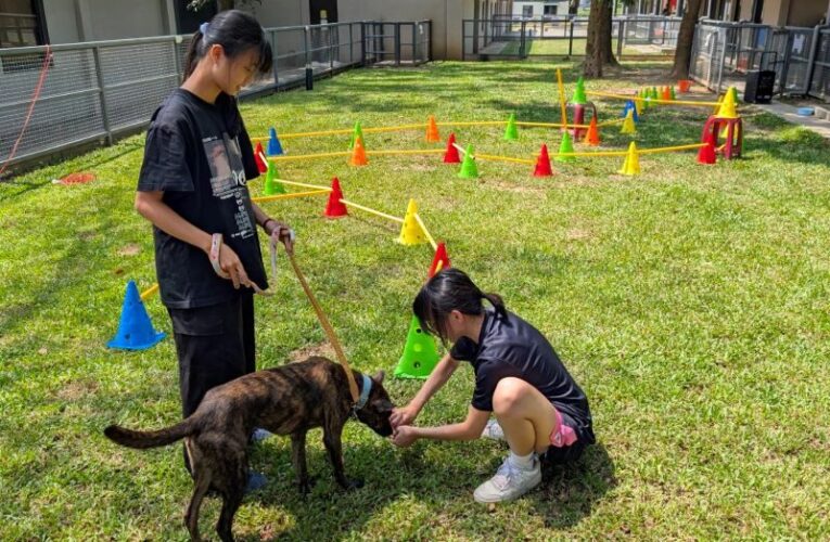毛孩狂歡日寵物友善市集登場　民眾攜毛孩同樂共創友善城市