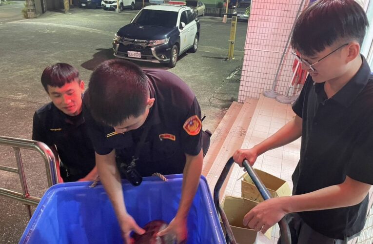 大雨過後「龜群集體越獄」逛大街！赤崁警化身「保母」沿街搶救