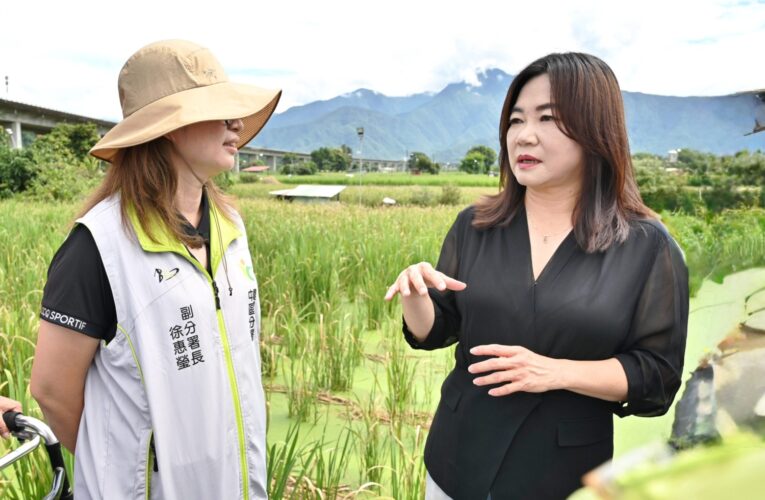 埔里茭白筍「熱」到長不出來！農損慘重　馬文君籲農業部速提救助
