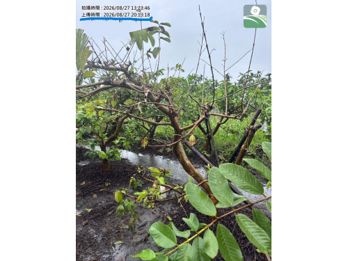115年8月下旬豪雨災害農損現金救助  縣府呼籲各公所加速完成初勘