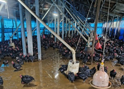 臺南畜牧業受豪雨重創　農業部開放全品項救助、9月9日前快申請