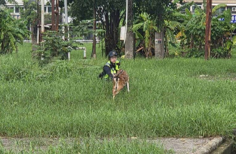 高雄街頭梅花鹿凌晨趴趴走！警民6小時追捕大作戰
