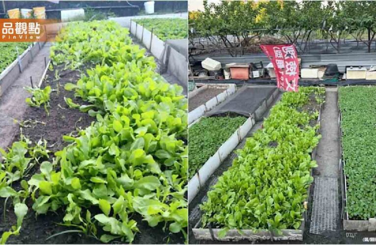 才剛噴完農藥！台中菜園遭洗劫 農民急喊：吃了會中毒