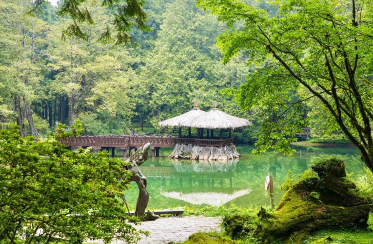 秋遊阿里山免開車 兩天一夜慢遊山林