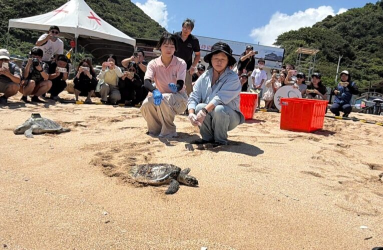 擱淺海龜「米妮」與「小八欖」康復重返大海　大武崙沙灘見證雙龜新生