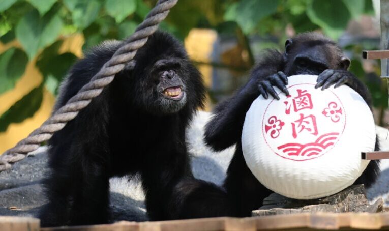 壽山動物園陪動物歡度中秋 玉兔搗藥、椪餅藏食玩具登場