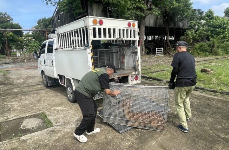 梅花鹿深夜闖馬路！前鎮警一路追蹤助飼主誘捕　化解交通危機