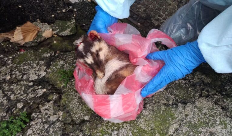 屏東發現今年第3例野生動物狂犬病 縣府加強犬貓疫苗注射