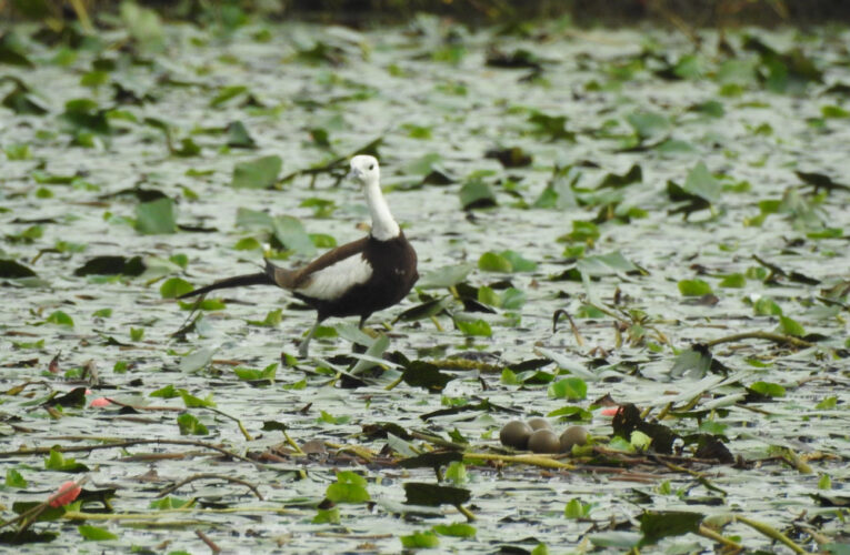 水雉生態季登場    剝菱遊園賞生態